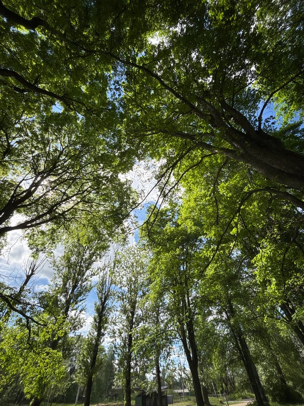 Sunlight filters through tree canopy in Rusanovo park