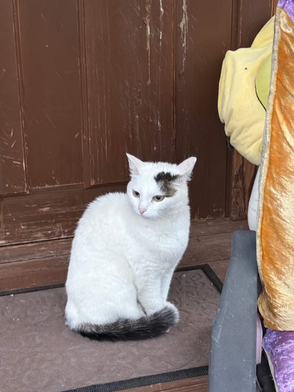 Cats hanging out in a Chaikovsky backyard on a grey afternoon