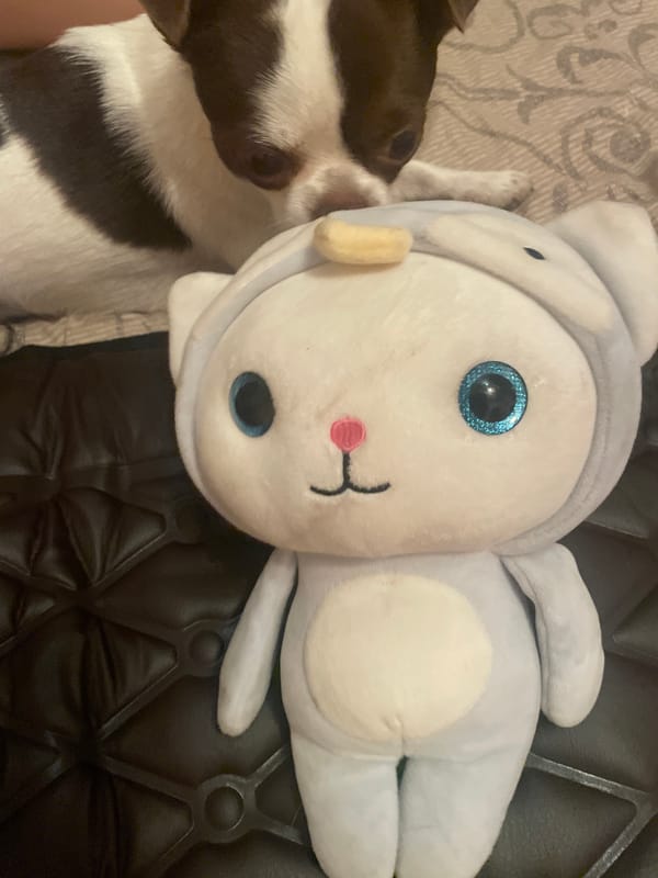 Plush toys and small pets photographed in home settings