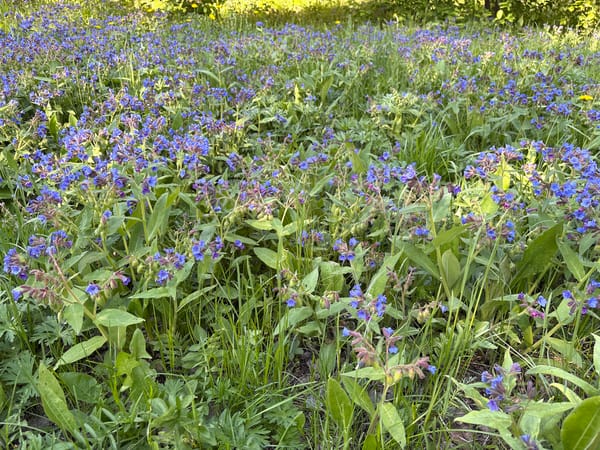 Morning nature walk documented through wildflower fields and paths