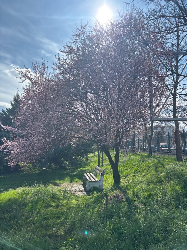 Spring blossoms brighten Shumen park with pink flowers