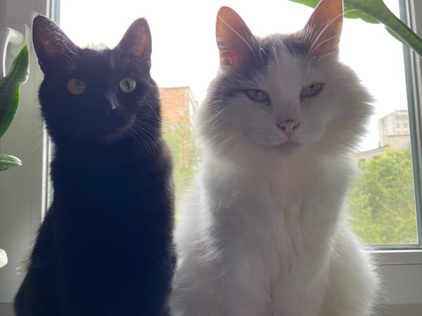 Indoor cats observed in various domestic settings during morning hours