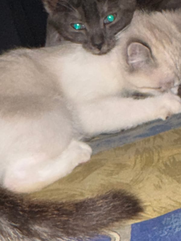 Kittens roaming indoors and out on a summer night