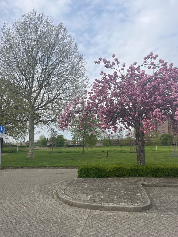 Cherry blossoms bloom along Maastricht streets in spring display
