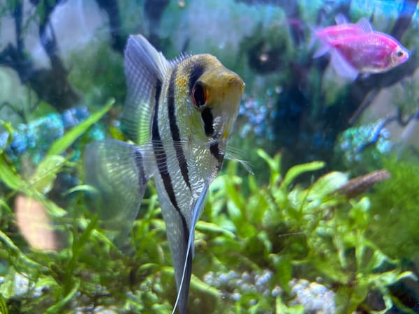 Close-up photos of angelfish and human mouth captured in Izhevsk