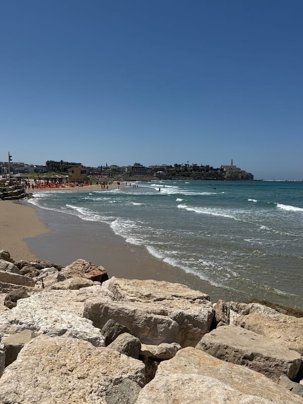 Dog spotted on Tel Aviv beach with yellow ring