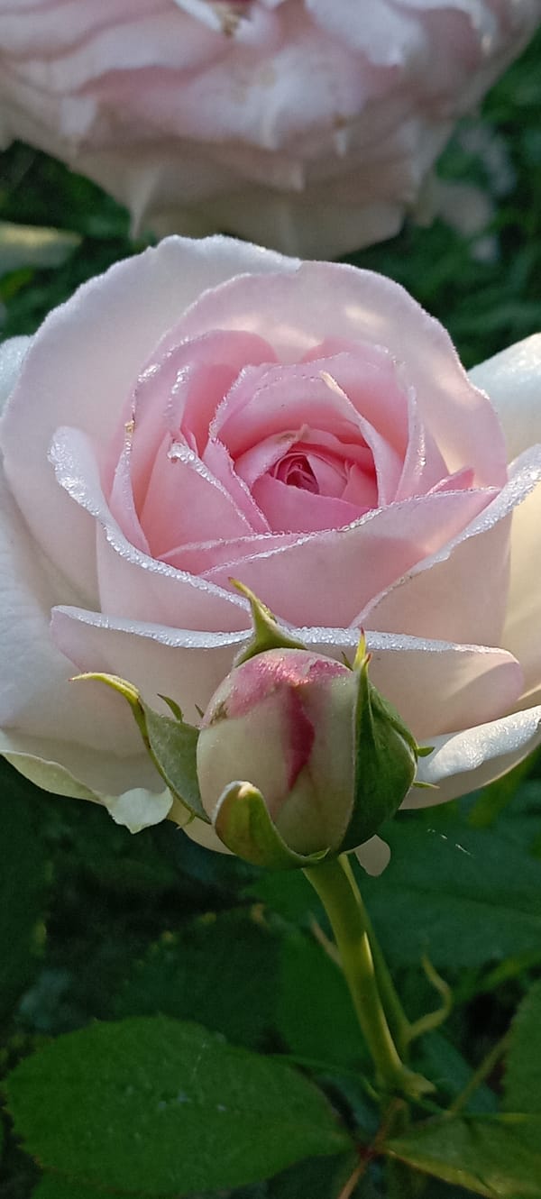 Dew-covered roses in a Radisne garden, early June morning