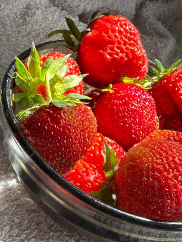 Strawberries and Papillon dogs on a summer morning in Russia
