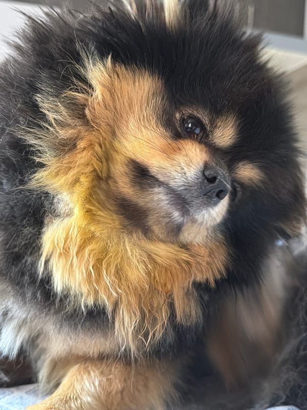 Pomeranian dog photographed during afternoon rest in Cuautla, Mexico