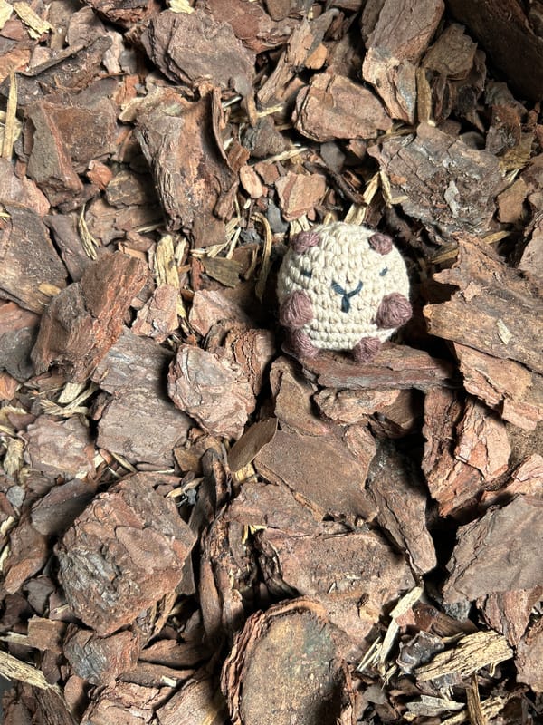 Handmade toy found among bark pieces in Buenos Aires