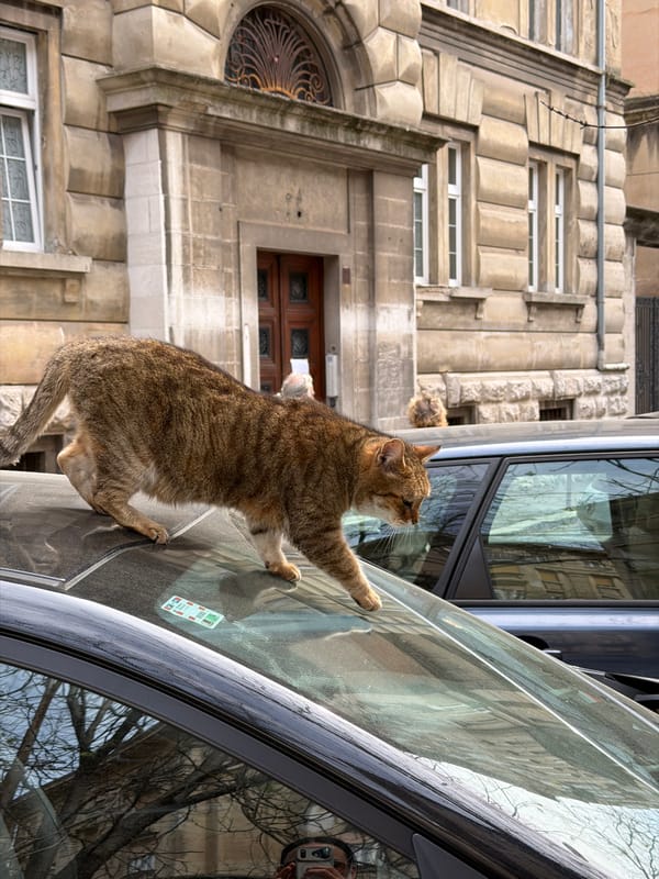Cat clings to car windshield in Rijeka, Croatia