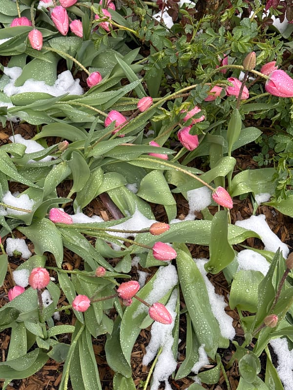 Spring tulips emerge through snow in Moscow garden
