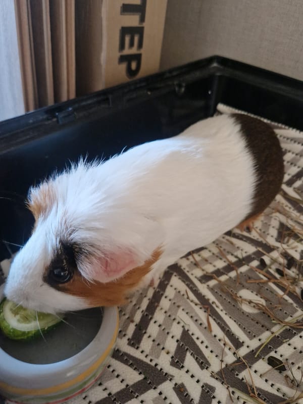 Guinea pig snacks on cucumber in its enclosure
