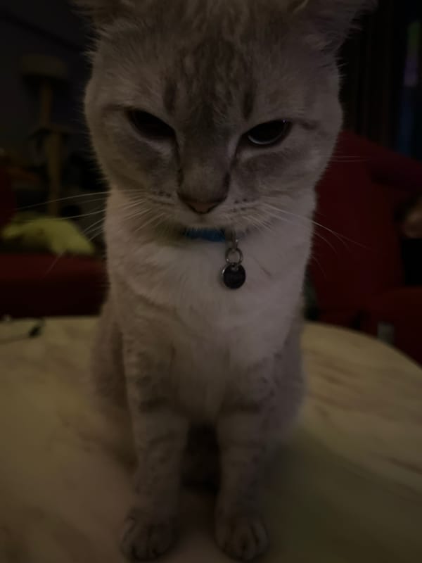 Family cat and toddler documented in domestic afternoon scenes