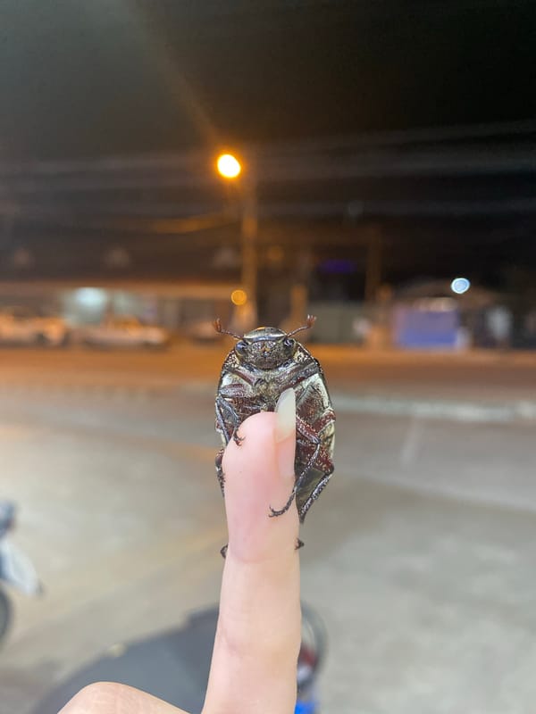 Person photographs beetle on finger in Baan Tai, Thailand