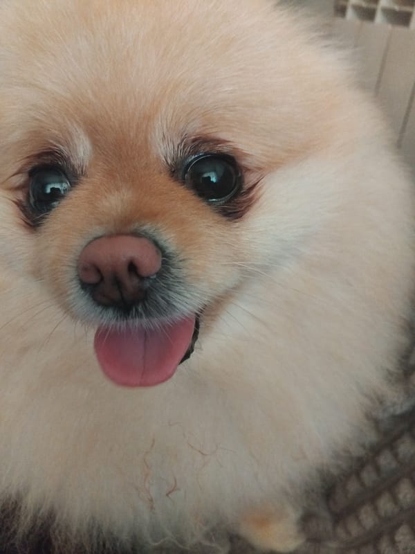 Pomeranian dog photographed multiple times in Apriltsi, Bulgaria