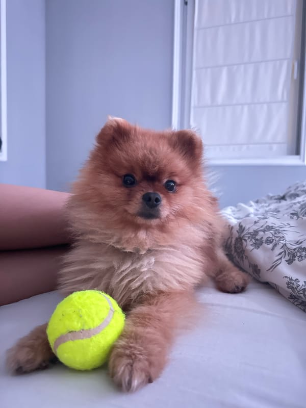 Pomeranian's Evening Playtime Documented in Bulgarian Home