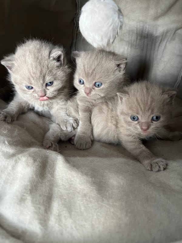 Kittens spotted resting in Kulata, Bulgaria