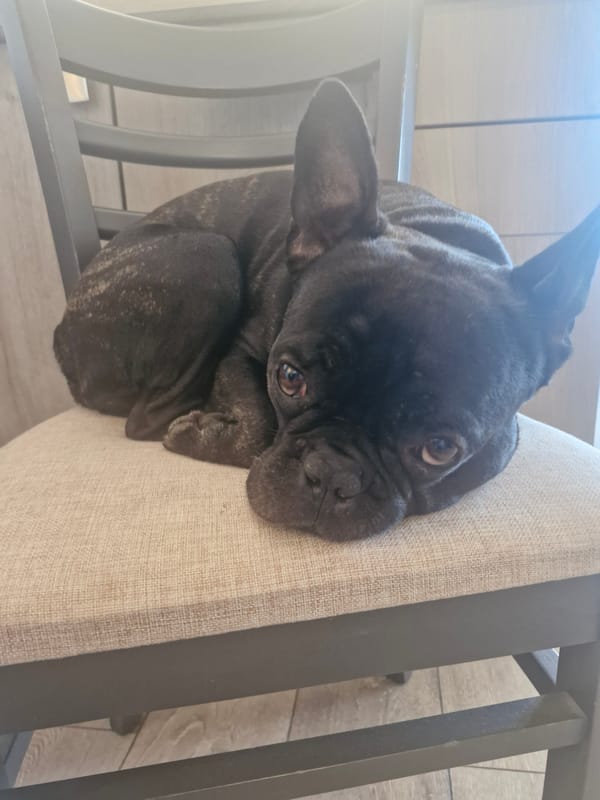 Black French bulldog sits on chair in Plovdiv