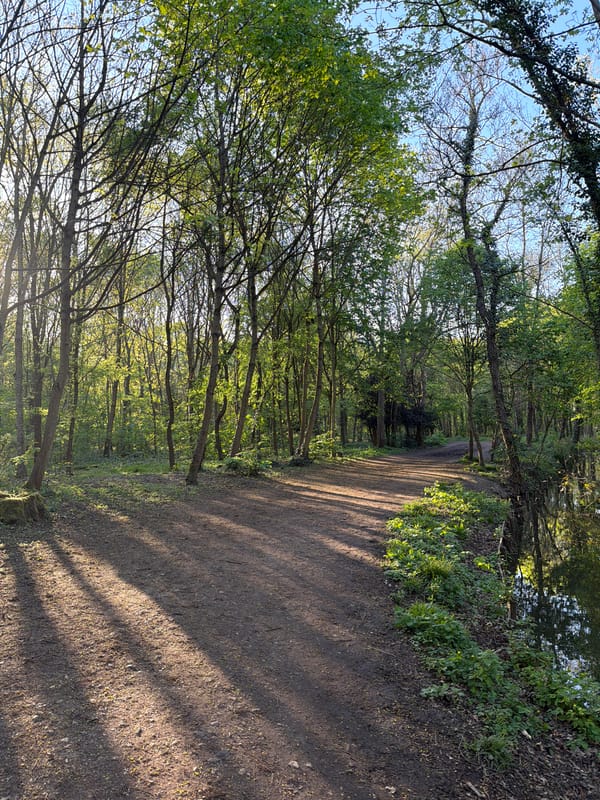 Sunlit forest path captured in Paris afternoon