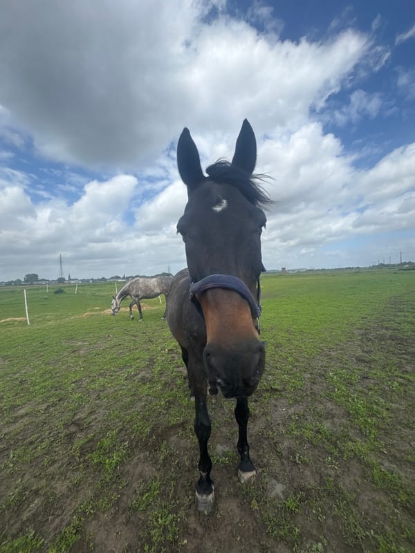 Visitors feed apples to horses in Belgian field