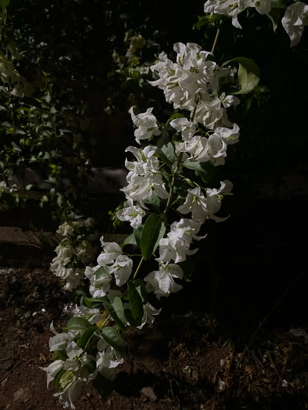 White bougainvillea flowers photographed in Bar Jirgi Summa, Nigeria