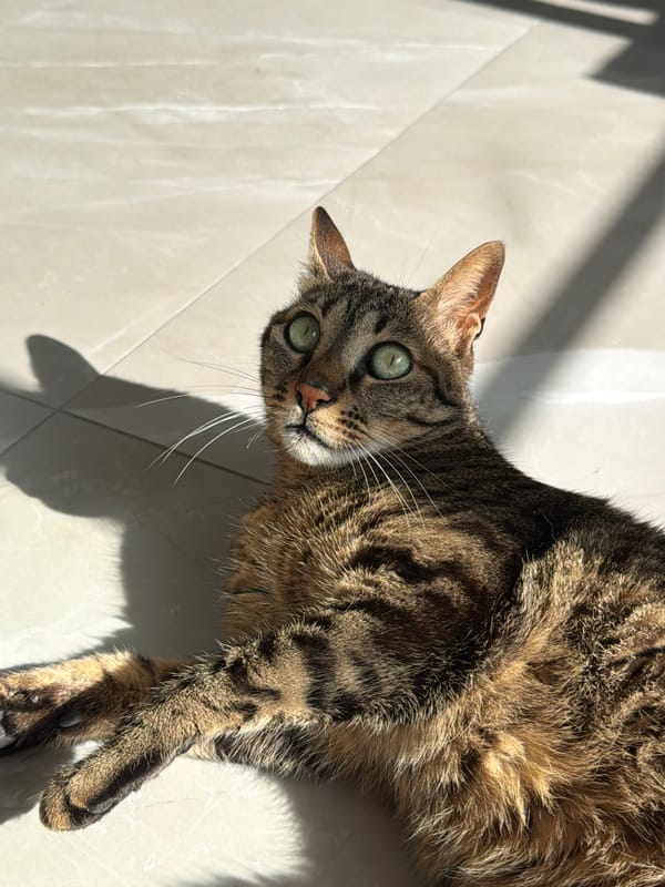 Morning cat activity observed in Bat Yam residence