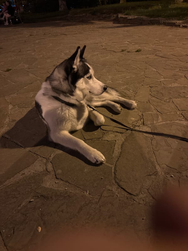 Husky walks near fountain in Tolyatti evening setting