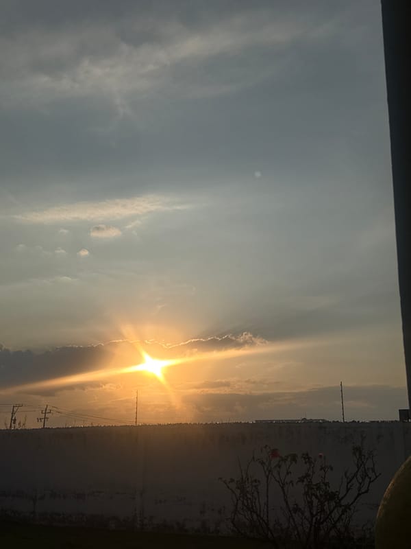 Sunset scenes with dogs playing captured by witness