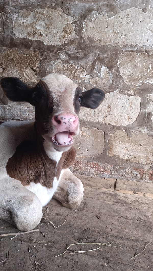 Barn calf gets up-close attention alongside rural garden scenes