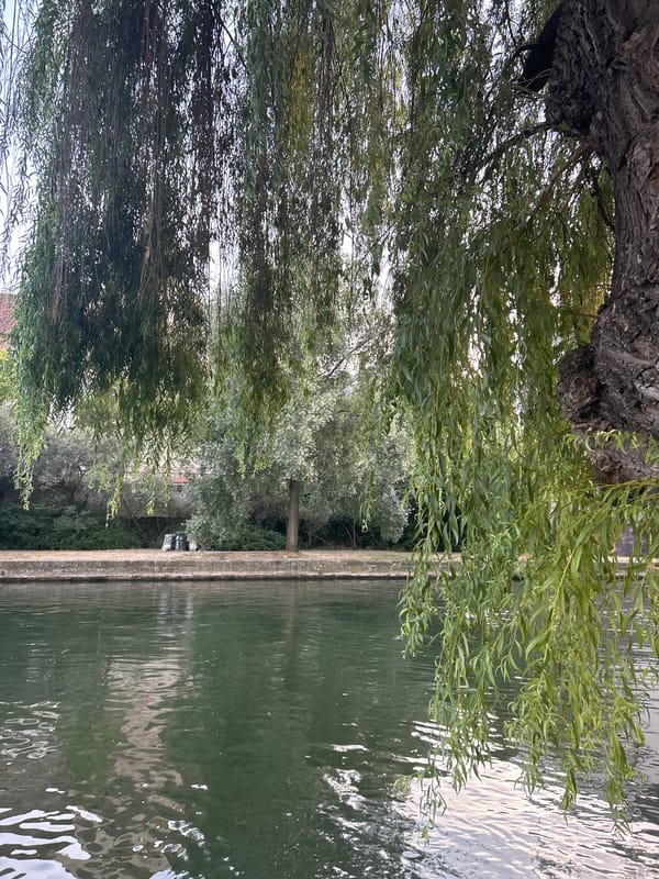 Ill River and weeping willow, Petite France, Strasbourg