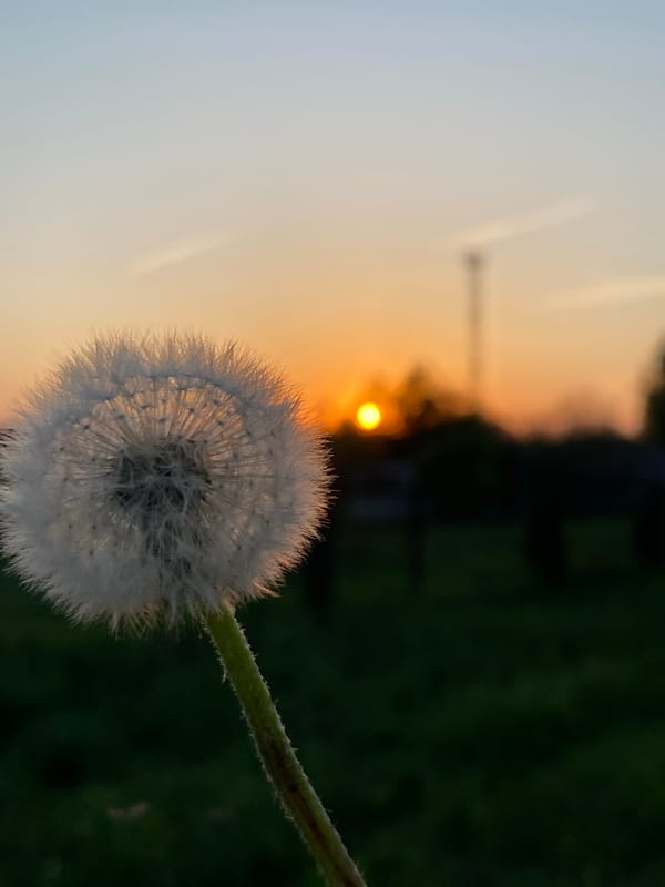 Woman films selfie while blowing dandelions at sunset