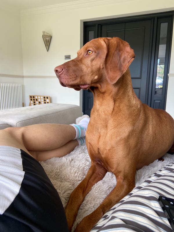 Vizsla dog rests indoors with owner in Welwyn Hatfield