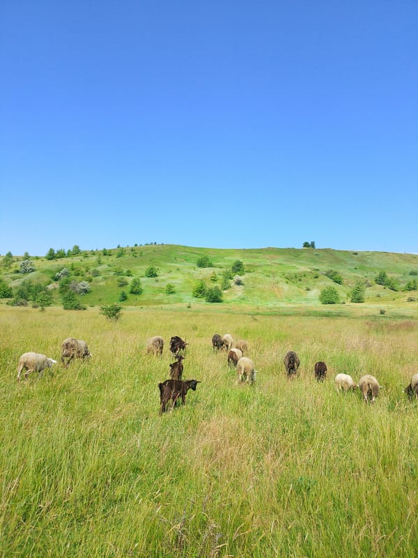 Mixed flock grazes peacefully in rural meadows during morning hours