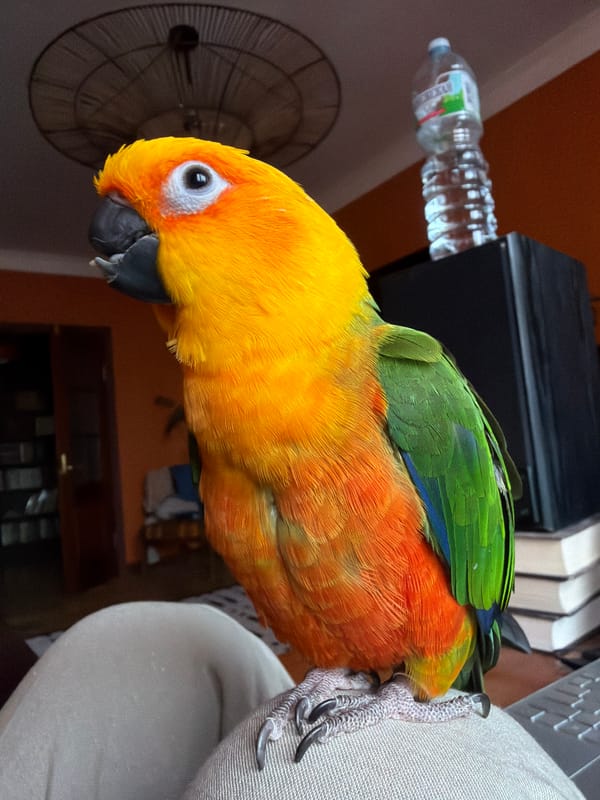 Woman poses with colorful parrot indoors in Khimki