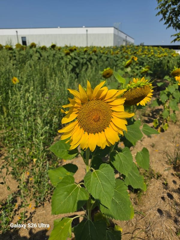 Sunflowers in full bloom, Loosdorf, Austria