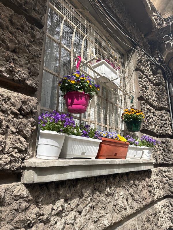 Sofia residents display colorful flower pots on secured window
