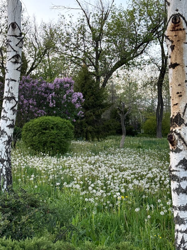 Woman captures spring moment in Donetsk park among dandelions