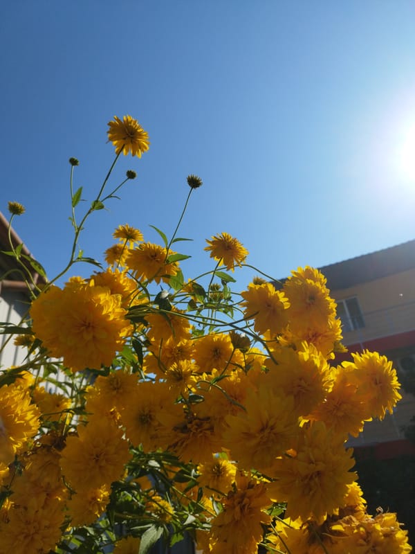A Bucharest garden in full summer bloom