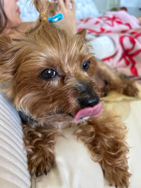 Yorkie with a blue bow, tongue out, chilling in Aventura