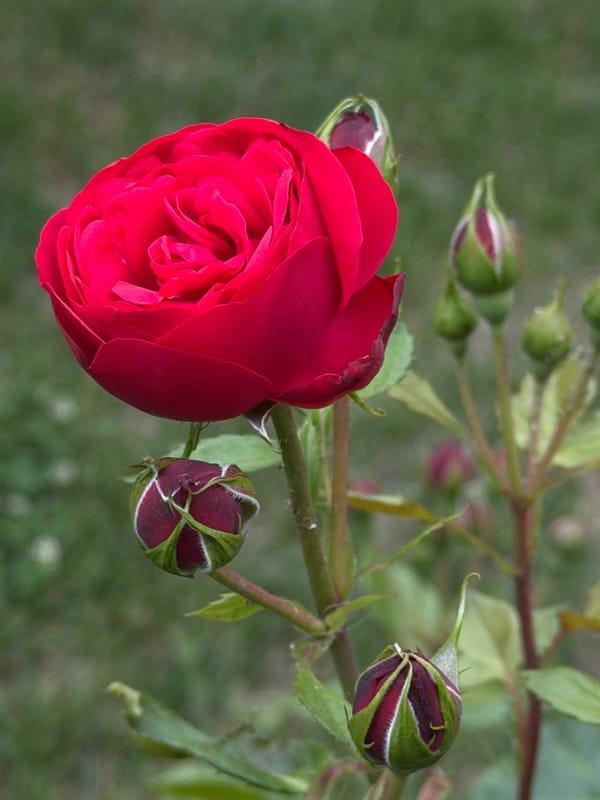 Lakeside fishing trip and garden blooms captured by witnesses