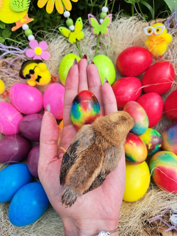 Easter egg dyeing activities documented in Chepintsi, Bulgaria