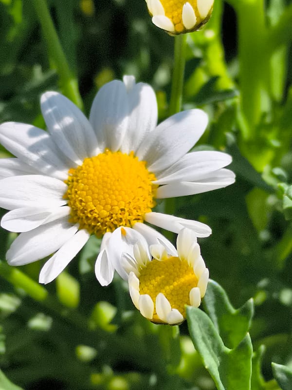 Morning garden photography session captures flowers and pets in Lithuania