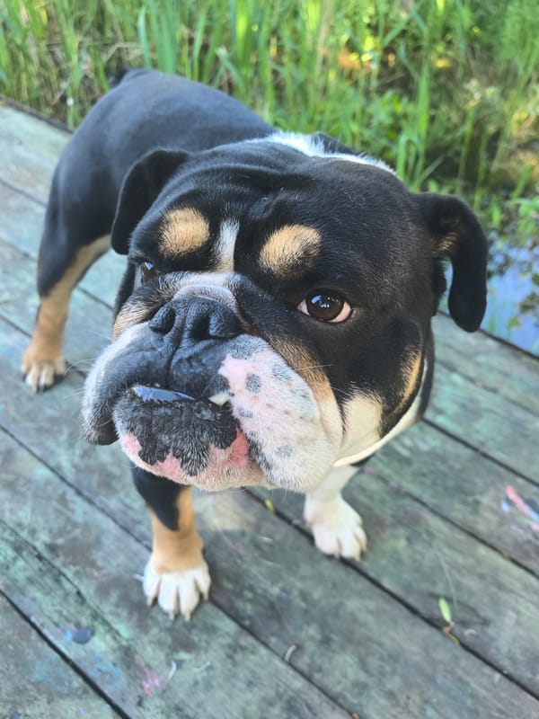 Tri-color English Bulldog spotted on wooden deck in Noviy, Russia