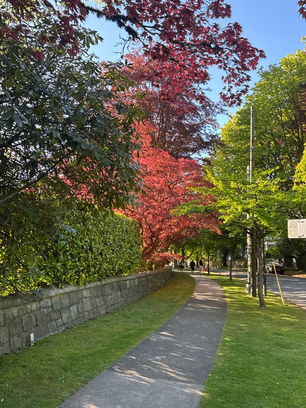 Witness documents red maple trees in Vancouver memorial park