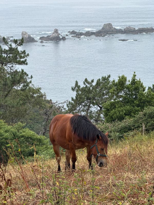 Horse grazing on a clifftop hillside above the Asturian coast