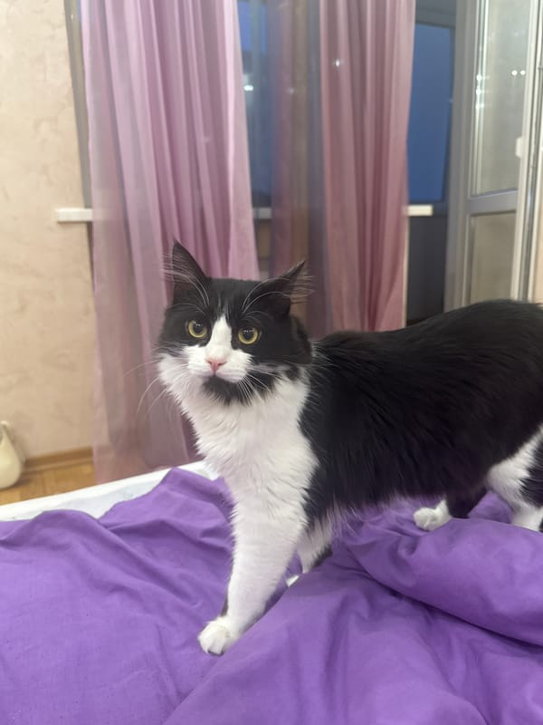 Black and white cat relaxing on a purple blanket at home