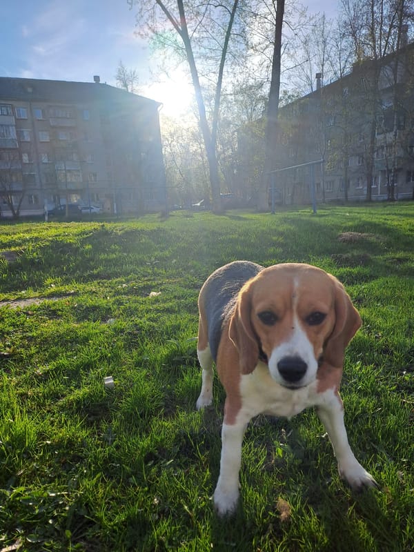 Dogs spotted resting on grass in Elektrostal, Russia