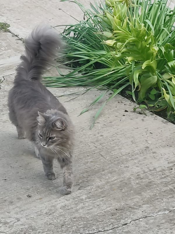 Cat walks past blooming peony in garden setting