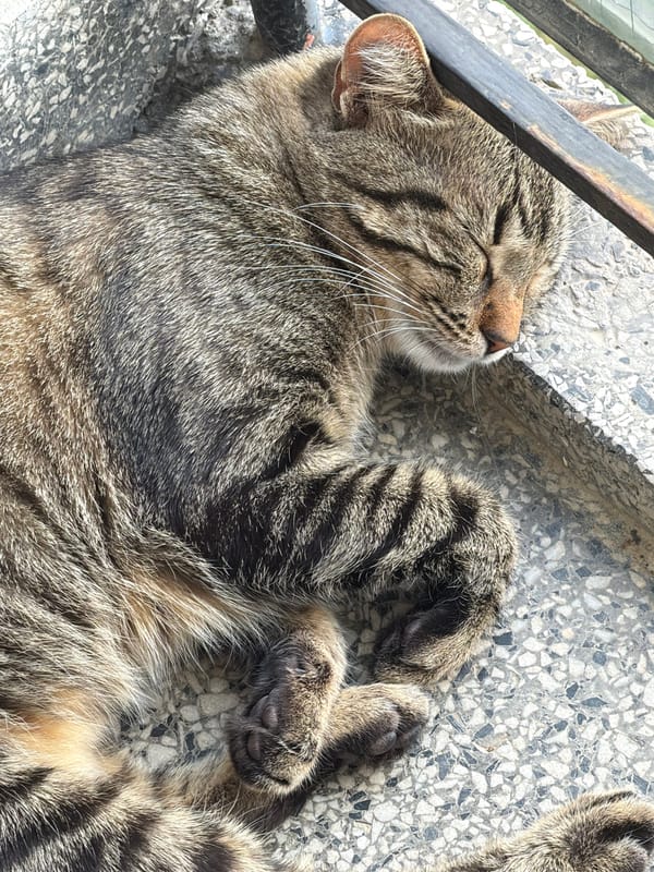 Tabby cat napping on concrete in Bankya